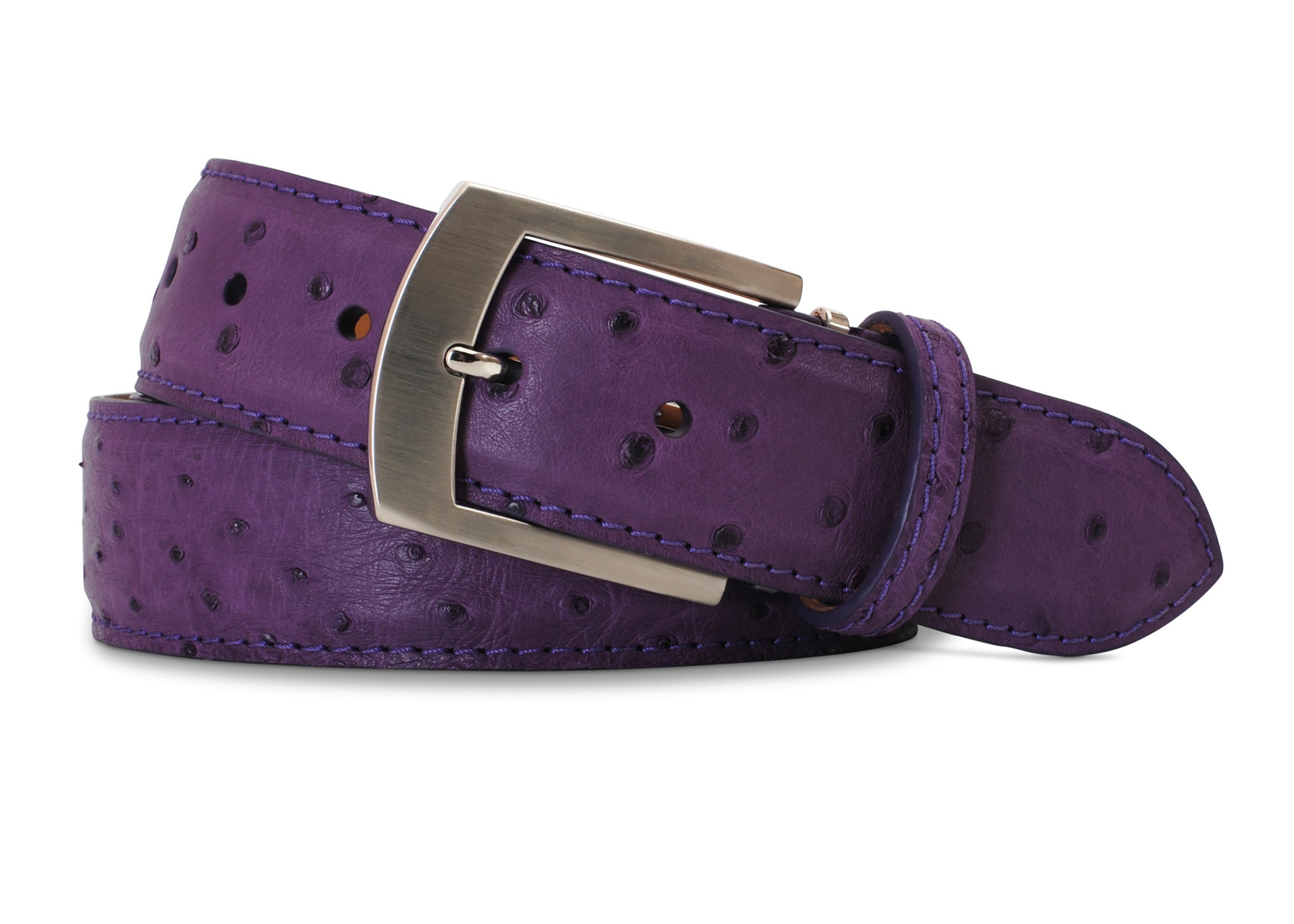 Purple Quilled Ostrich